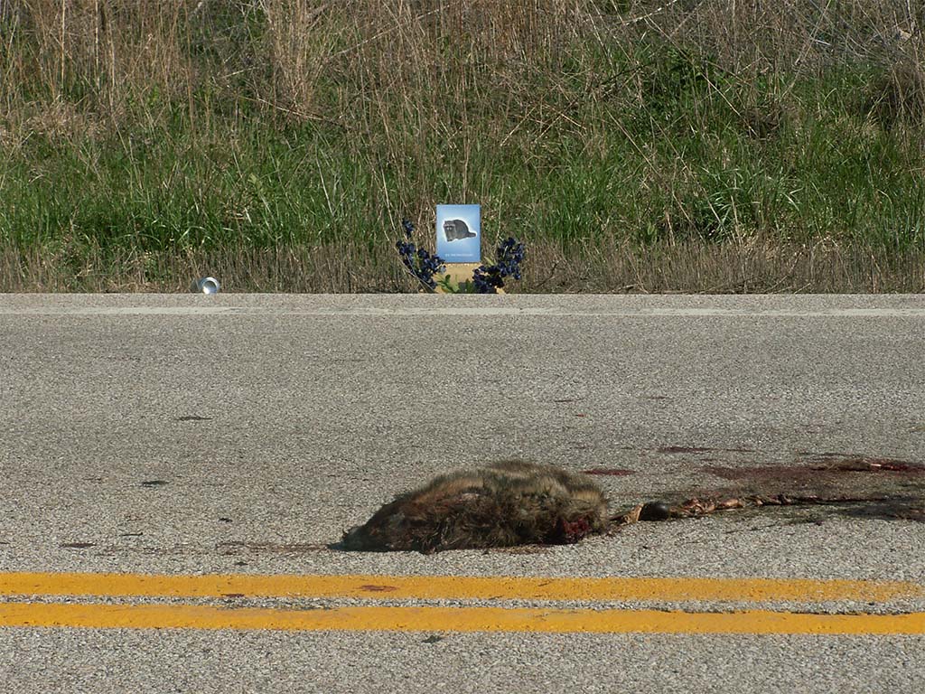 roadkill shrine